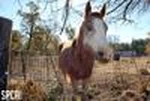 horse2.jpeg