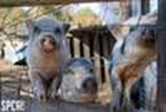 pigs.jpeg