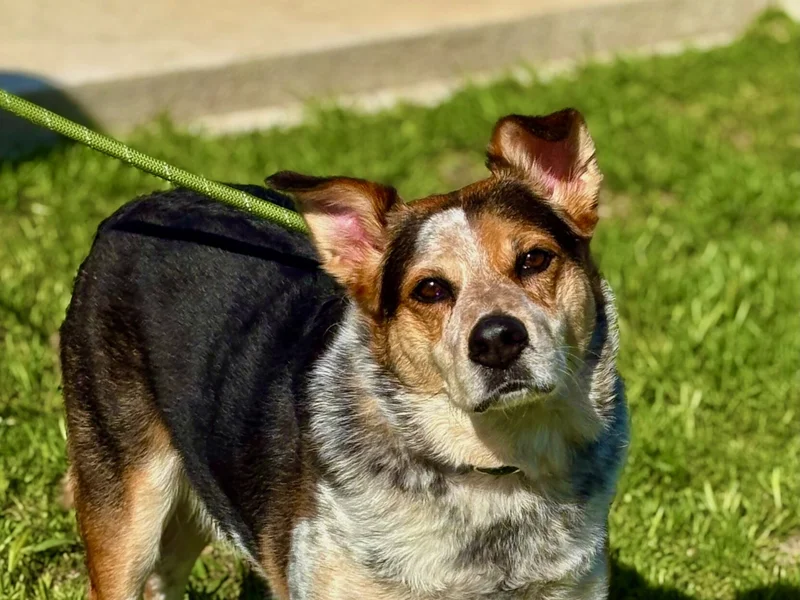 🐾 Pet of the Week: Meet Benny — Forney’s Frisbee-Loving Best Friend