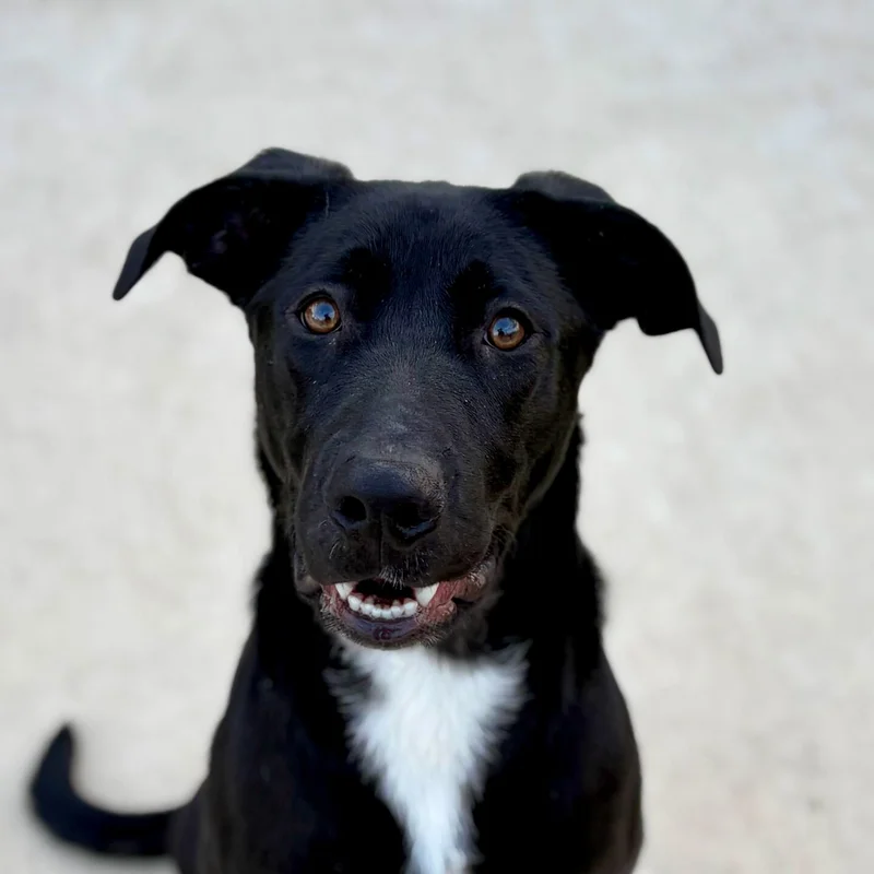 Forney Animal Shelter Pet of the Week- Dasher